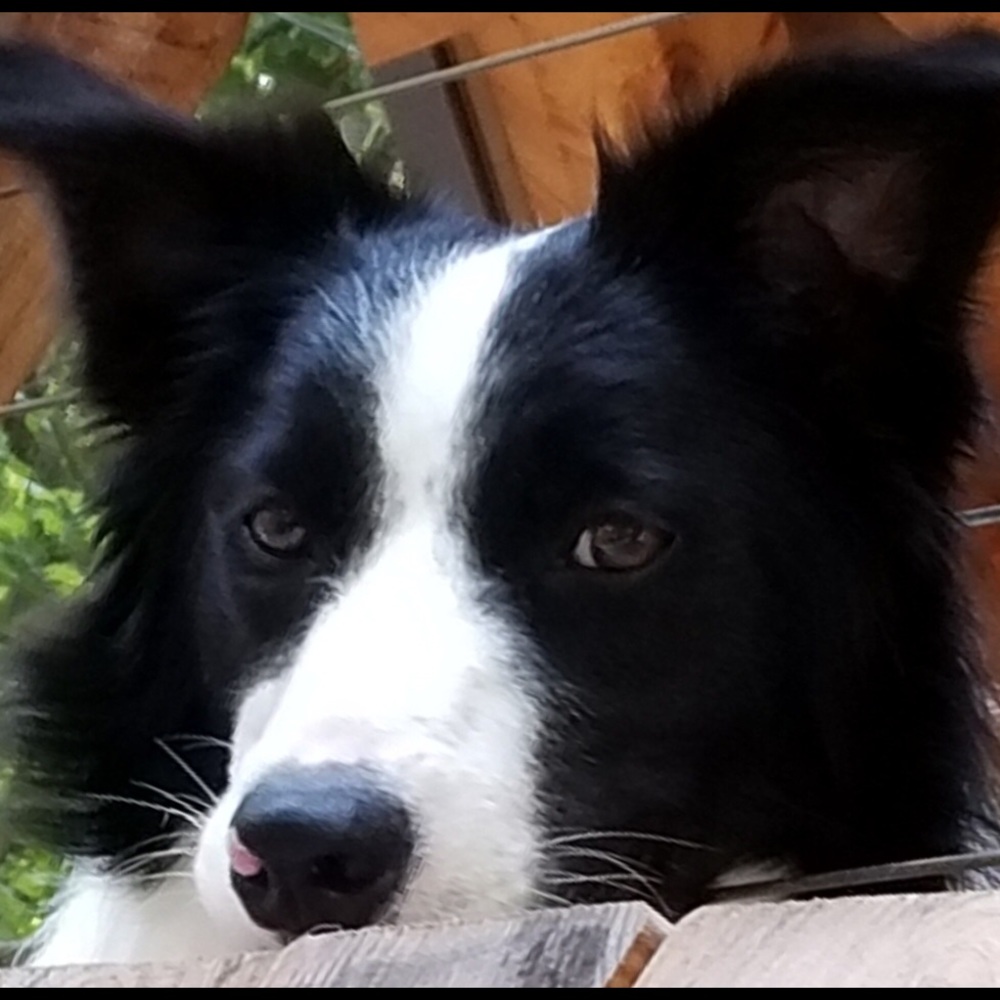 Meet your Posher, Riley - Picture 3 of 3